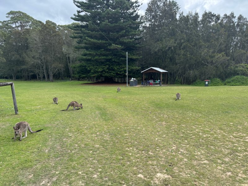 MURRAMARANG BEACH RESERVE BBQ Area