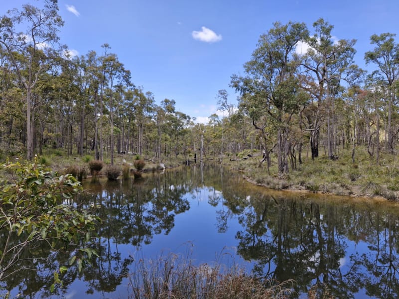 CROOKED BROOK FORREST BBQ Area